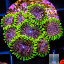 ZOAS